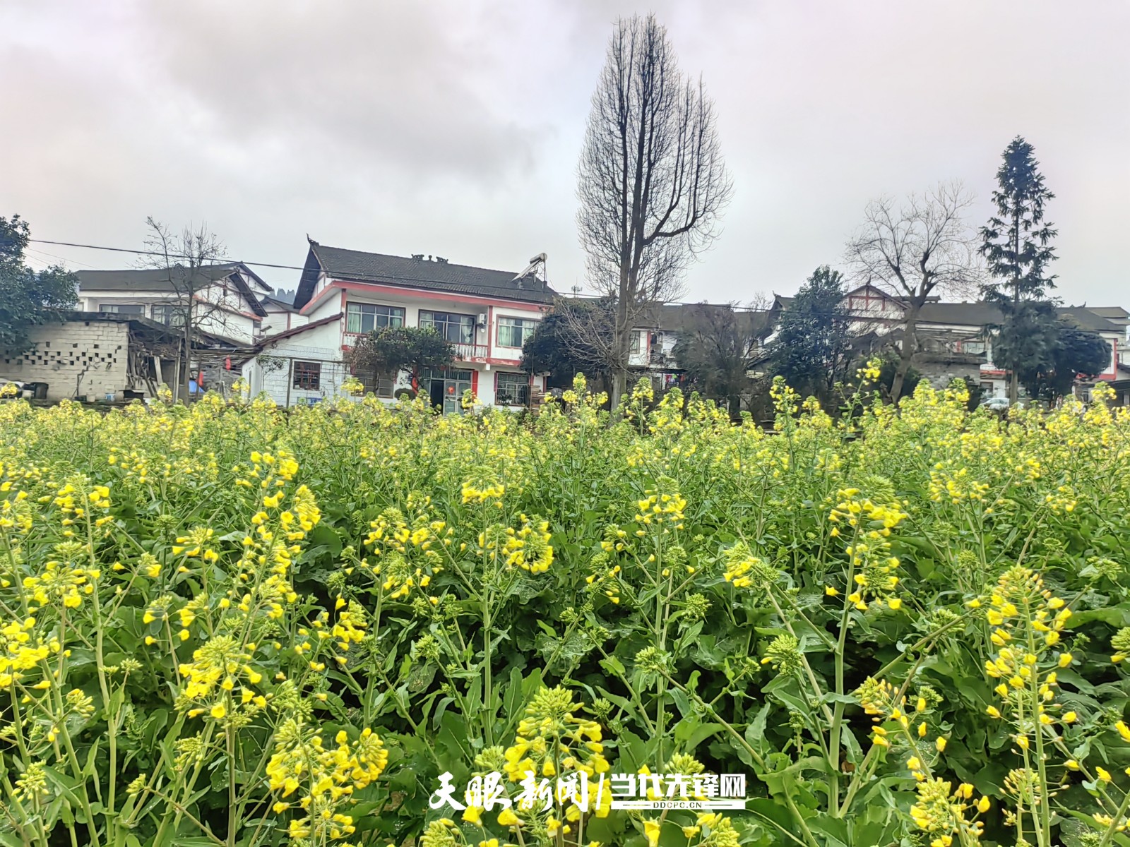 17421184518968.jpg 微信圖片_20250316171633.jpg